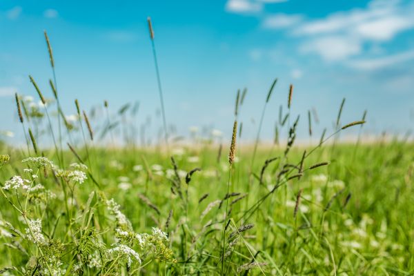 High Grass Trimming in Sparks