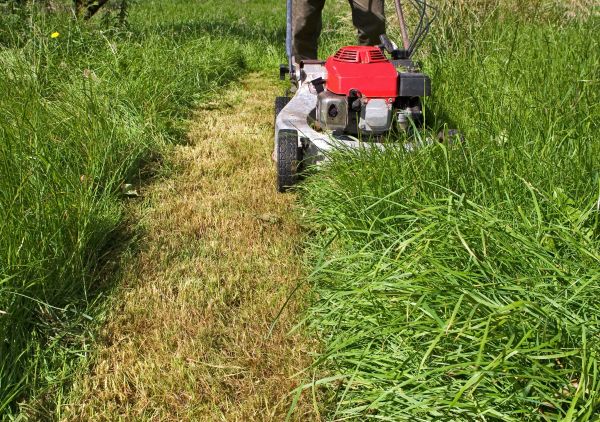 Leaf Mowing in Sparks
